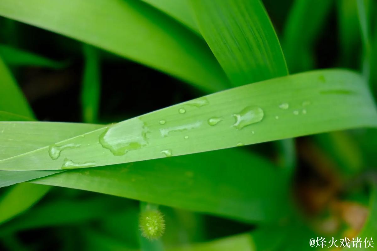 青青草华人绿色在线观看视频优质推荐